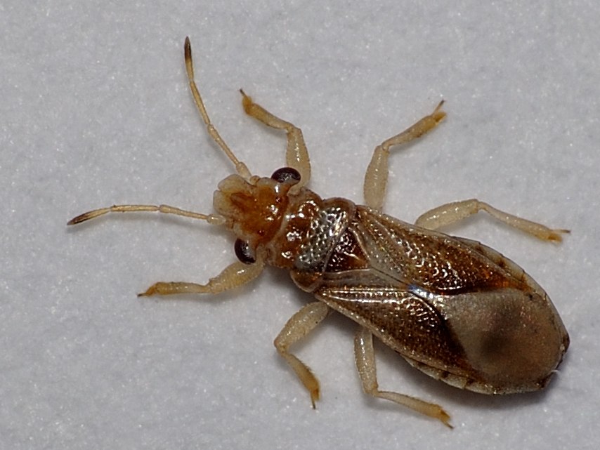 Thaumastocoris  peregrinus (Italia) NUOVO  PER L''EUROPA
